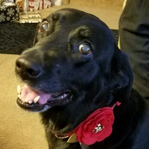 Meet your Posher, Nina